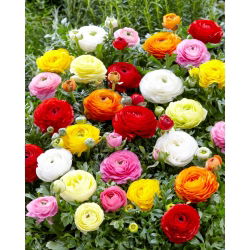 Ranunculus - MIX - paquete de 10 piezas