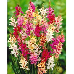Ixia Mixed - maissililjan värivalikoima - XXXL paketti! - 1250 sipulia