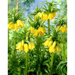 Fritillaria royalialis Lutea - Crown royalial Lutea - củ / củ / rễ - Fritillaria imperialis
