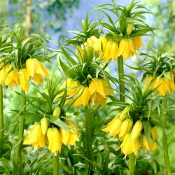 Fritillaria royalialis Lutea - Crown royalial Lutea - củ / củ / rễ - Fritillaria imperialis