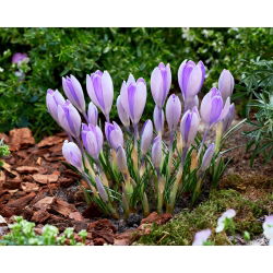 Crocus Vanguard - pakej besar! - 100 keping - 