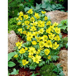Eranthis cilicica - Зимовий аконіт cilicica - 5 цибулин