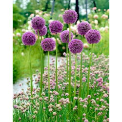 Dekorativ hvidløg - His Excellency - Allium His Excellency