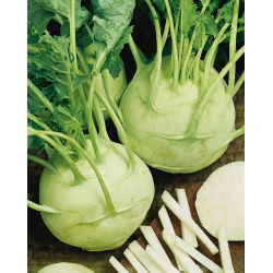 Kohlrabi, divovska sjemenka od koleraba - Brassica oleracea convar. acephala alef. var. gongylodes - 520 sjemenki - Brassica oleracea var. Gongylodes L. - sjemenke