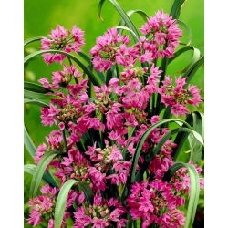 Allium oreophilum - pacchetto di 20 pezzi