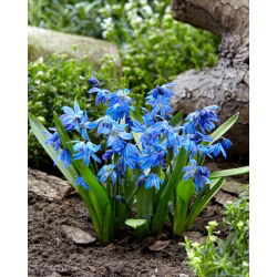 Scilla, Squill Siberica - 10 květinové cibule - Scilla siberica