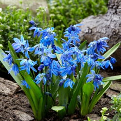 Scilla, Squill Siberica - 10 květinové cibule - Scilla siberica