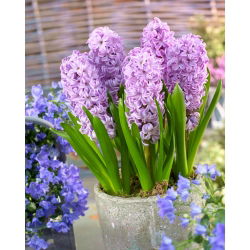 „Hyacinth Splendid Cornelia“ - didelė pakuotė! - 30 vnt - 