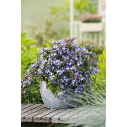 Serbian Bellflower - Campanula poscharskyana - Endless Blue, Perfect Ground Cover - Fresh Seeds