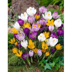 Крокус Мікс - 10 цибулин - Crocus Mix