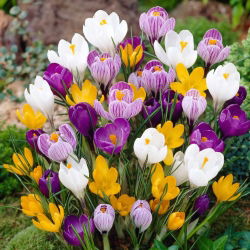 Крокус Мікс - 10 цибулин - Crocus Mix