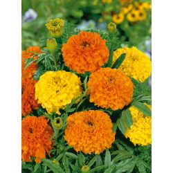 Mehiški ognjič - izbor sort - 150 semen - Tagetes erecta  - semena