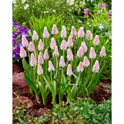 Muscari Roz Răsărit de Soare - Iacob de struguri Roz Răsărit de soare - bulb / tuber / rădăcină