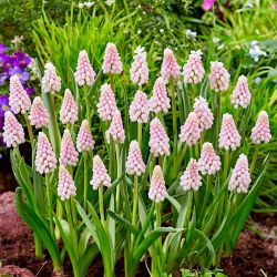 Muscari Roz Răsărit de Soare - Iacob de struguri Roz Răsărit de soare - bulb / tuber / rădăcină