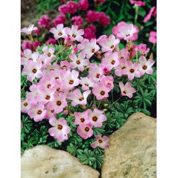 Oxalis Adenophylla Blue - paket med 5 stycken