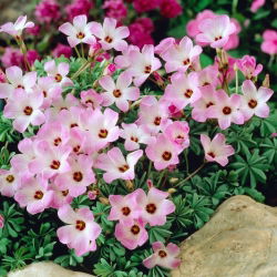 Chilenska oxalis - Oxalis adenophylla - Stort paket! - 50 st; Silver shamrock, chilensk träsorrel
