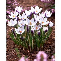 Crocus Lady Killer - 10 bebawang