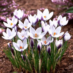 Crocus Lady Killer - 10 bebawang