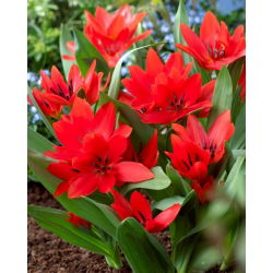 Tulipa Tubergen'in Çeşitliliği - Tulip Tubergen'in Çeşitliliği - 5 ampul - Tulipa Tubergen's Variety