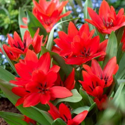 Tulipa Tubergen'in Çeşitliliği - Tulip Tubergen'in Çeşitliliği - 5 ampul - Tulipa Tubergen's Variety
