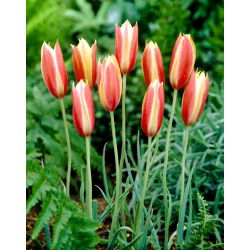 Tulipa Cynthia - Tulip Cynthia - 5 soğan
