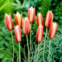 Tulipa Cynthia - Tulip Cynthia - 5 soğan