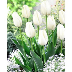 Tulipa Hakuu - Tulip Hakuu - 5 lampu - Tulipa Hakuun