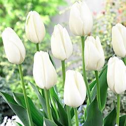 Tulipa Hakuu - Tulip Hakuu - 5 lampu - Tulipa Hakuun