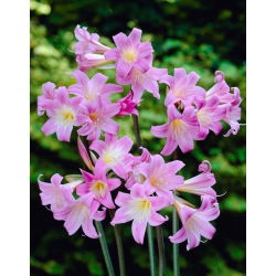 Amaryllis Belladonna - ampul / yumru / kök - Hippeastrum
