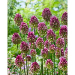 Allium Sphaerocephalon - paket med 20 stycken
