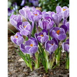Crocus King of the Striped - Pack Besar! - 200 pcs. - 