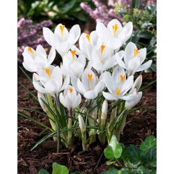 Crocus Jeanne d'Arc - pakend 10 tk