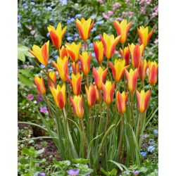 Tulipa Chrysantha - Lale Chrysantha - 5 ampul