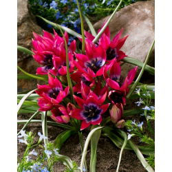 Tulip 'Little Beauty' - large package - 50 pcs