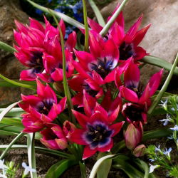 Tulipa Küçük Güzellik - Tulip Küçük Güzellik - 5 ampul - Tulipa Little Beauty