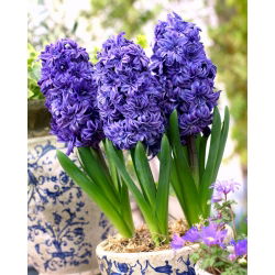 Hiacintas - Royal Navy - pakuotėje yra 3 vnt - Hyacinthus