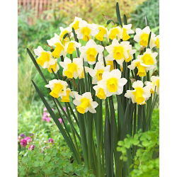Narcissus Golden Echo - Daffodil Golden Echo - 5 لامپ