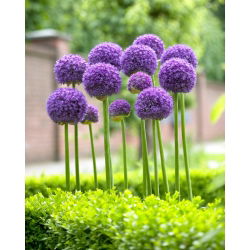 Allium Gladiator, Zierlauch