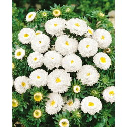 Kininiai ratiliai (pomponiniai) - balta - (Callistephus chinensis) - Puikiai tinka šviežioms, ilgalaikėms puokštėms - Šviežios sėklos