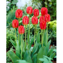 Tulip Parade - 5 adet - 