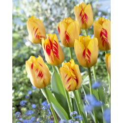Tulip Olympic Flame - 5 buah - 