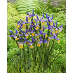 "Miss Saigon" Hollandse iris - 10 bollen - 