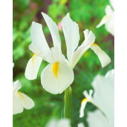 "White van Vliet" Dutch iris - 10 bulbs - 