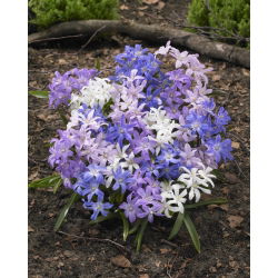 Lucile's glory-of-the-snow mix - Chionodoxa luciliae mix - 10 bulbs