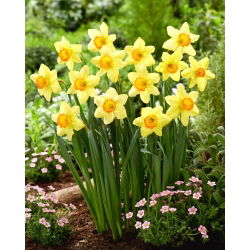 "Red Devon" narcis - 5 lukovica