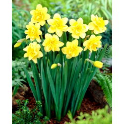 Narcis „Safina“ - veľké balenie! - 50 cibúľ