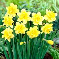 Narcis „Safina“ - veľké balenie! - 50 cibúľ