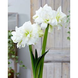 "Alfresco" Hippeastrum, amarílis