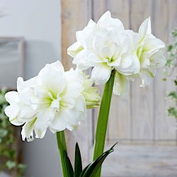 "Alfresco" Hippeastrum, amarílis