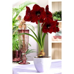 "Benfica" Hippeastrum, amarílis